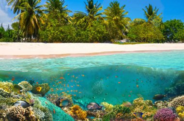 Ada cennetindeki güneşli tropik plajlar ve mercan balıklarıyla dolu sualtı dünyası..