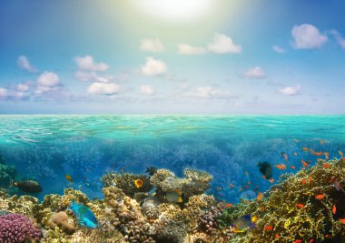 Ada cennetindeki güneşli tropik plajlar ve mercan balıklarıyla dolu sualtı dünyası..