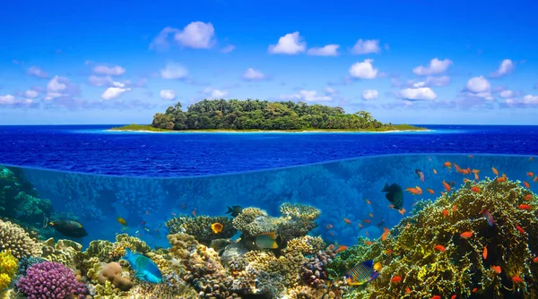 Praia Tropical Ensolarada Bonita Paraíso Ilha Mundo Subaquático Com Peixes — Fotografia de Stock