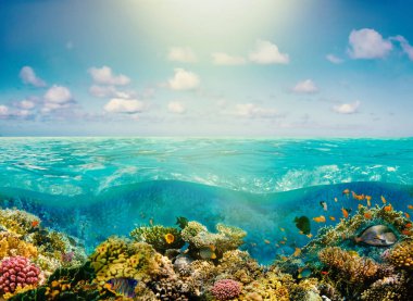 Ada cennetindeki güneşli tropik plajlar ve mercan balıklarıyla dolu sualtı dünyası..