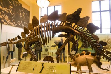 New York Şehri, Amerika Birleşik Devletleri - 01 Mayıs 2016: Dinossaur Fossile modeli New York City, Amerika Birleşik Devletleri 'ndeki Amerikan Doğal Tarih Müzesinde 1 Mayıs 2016: