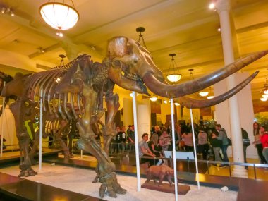 New York Şehri, Amerika Birleşik Devletleri - 01 Mayıs 2016: Dinossaur Fossile modeli New York City, Amerika Birleşik Devletleri 'ndeki Amerikan Doğal Tarih Müzesinde 1 Mayıs 2016: