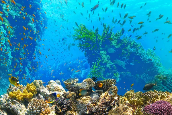 Altı Dünyası Kızıl Deniz Mercan Balıkları Mısır — Stok fotoğraf