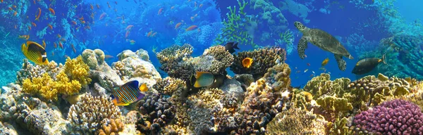 Underwater World Coral Fishes Red Sea Egypt — Stock Photo, Image