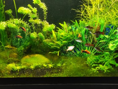 Akvaryum akvaryumunun kapağı balık dolu.