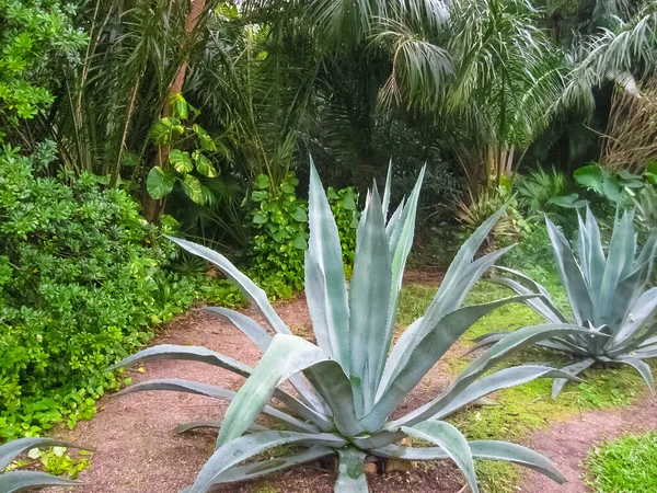 Arany Hordó Kaktusz Agava Trópusi Kertben San Gervasio Cozumel — Stock Fotó