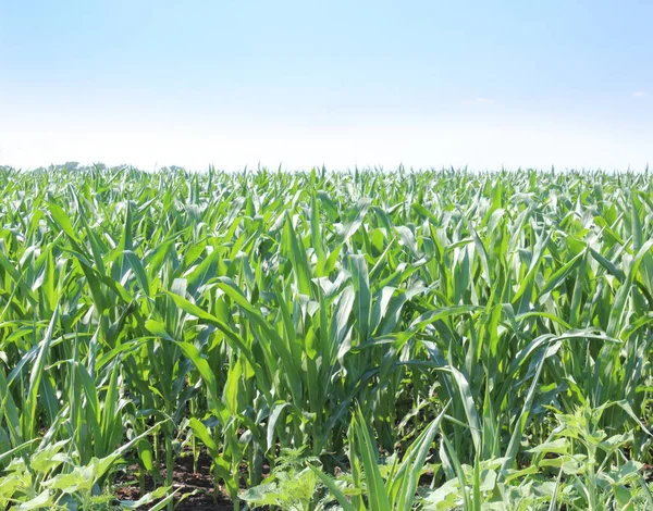 Зеленое Кукурузное Поле Голубое Небо Летний День — стоковое фото