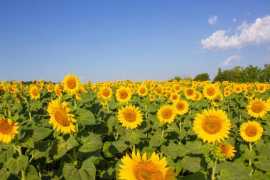 Güneşli bir günde ayçiçeği tarlası. Tarım, tarım kavramı