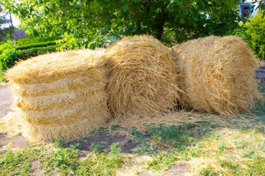 Sarı altın demetlerin ya da saman rulolarının yakın çekimi katlanır ve çimenlerin üzerine uzanır.