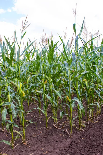 The green corn field at summer, corn on the cob