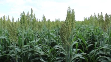 Güneşli bir günde biyokütle üretimi için Sorghum ekimi