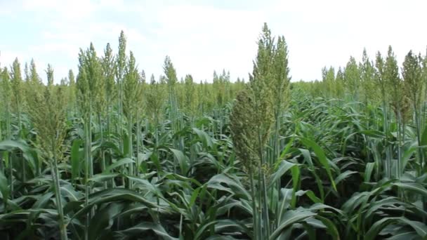 Sorghum Termesztés Biomasszatermelés Céljából Napsütéses Napokon — Stock videók