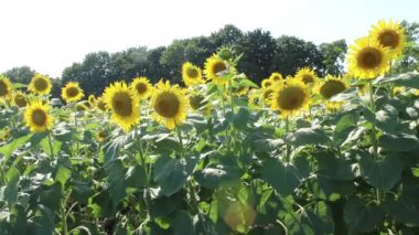 Güneşli bir günde ayçiçeği tarlası. Tarım, tarım kavramı