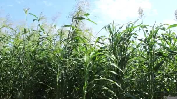 Cultivo Sorgo Para Produção Biomassa Dia Ensolarado — Vídeo de Stock