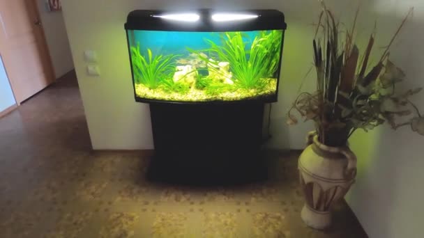 Close Van Aquarium Tank Vol Vissen — Stockvideo