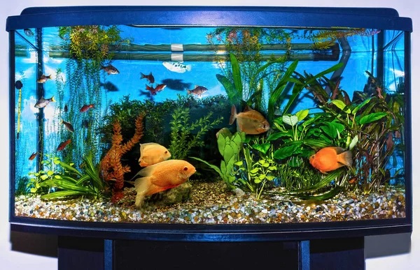 Die Nahaufnahme Eines Aquariums Voller Fische — Stockfoto