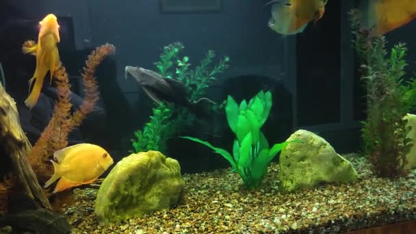 Close Van Aquarium Tank Vol Vissen — Stockvideo