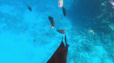 Sualtı Renkli Tropikal Balıklar.