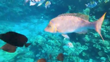 Sualtı Renkli Tropikal Balıklar.