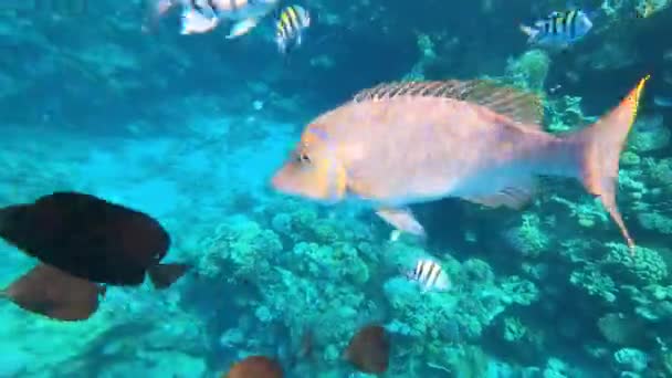 Peces tropicales submarinos coloridos. — Vídeo de stock