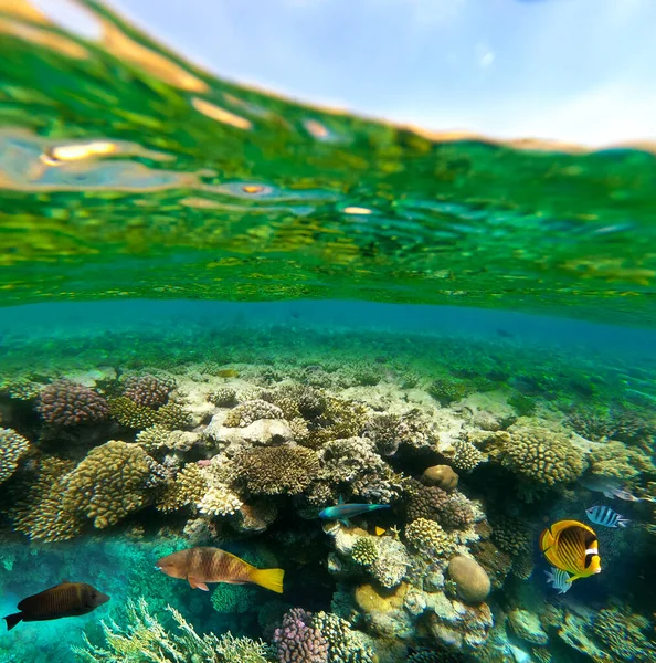水中カラフルな熱帯魚. — ストック写真