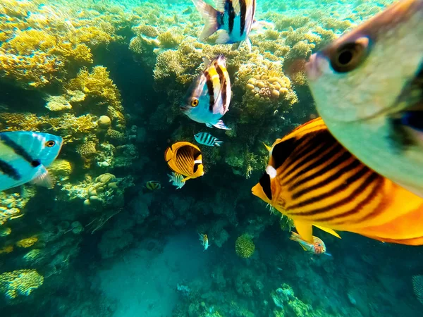 Peces tropicales submarinos coloridos. — Foto de Stock