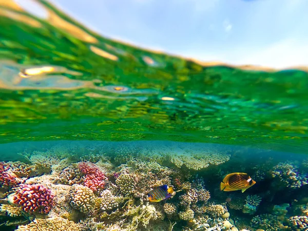 Peixes tropicais coloridos subaquáticos. — Fotografia de Stock