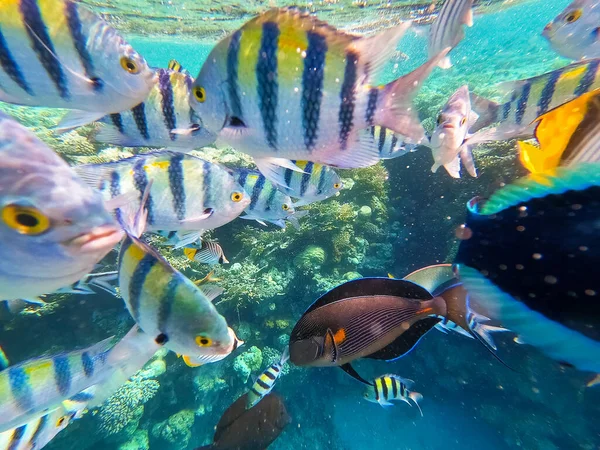 Peces tropicales submarinos coloridos. — Foto de Stock