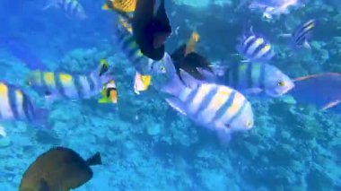 Sualtı Renkli Tropikal Balıklar.