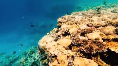 Sualtı Renkli Tropikal Balıklar.