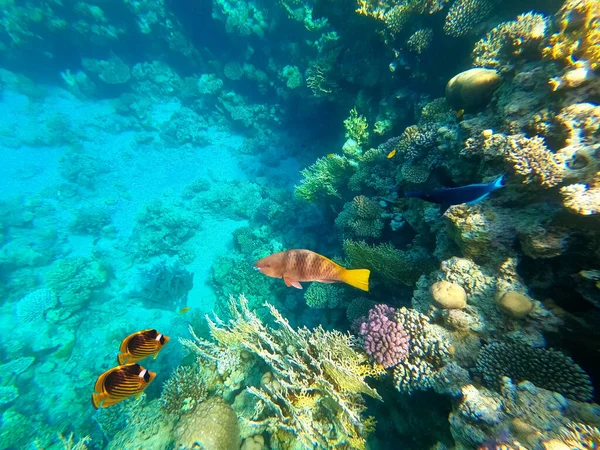 Peixes tropicais coloridos subaquáticos. — Fotografia de Stock