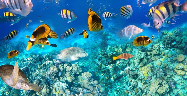 Під водою барвисті тропічні риби . — стокове фото