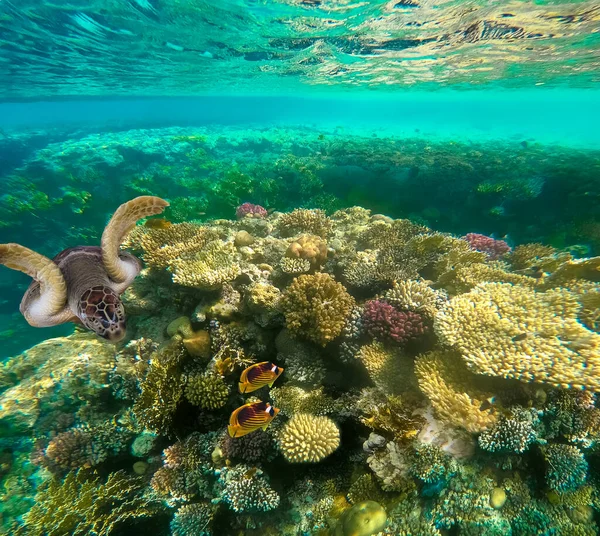 紅海のサンゴ礁でカラフルな熱帯魚の水中 — ストック写真