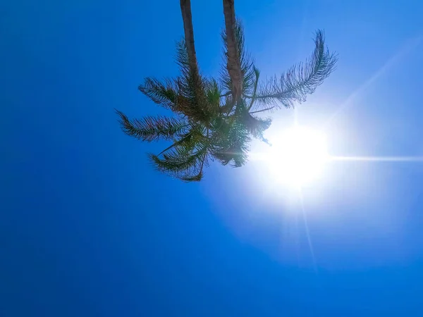 Зеленая Пальма Голубом Фоне Неба Солнцем — стоковое фото