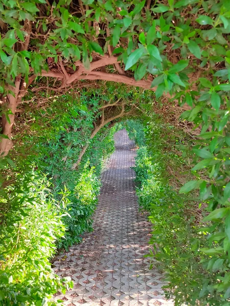 Wandelpad Pad Met Groene Bomen Struiken Tuin Prachtige Alley Park — Stockfoto