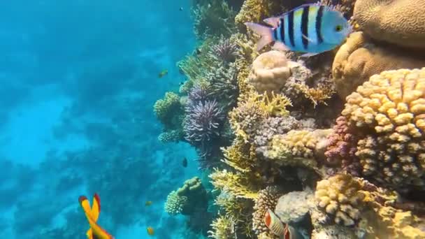 サンゴ礁での水中カラフルな熱帯魚 — ストック動画