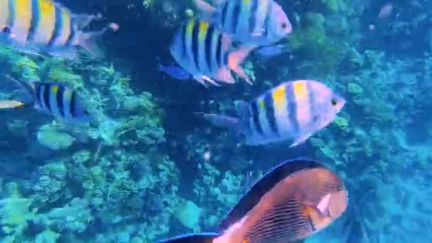 Podvodní Barevné Tropické Ryby Korálových Útesech — Stock video