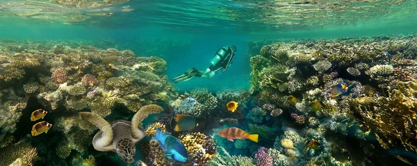 Rafa Koralowa Ryby Tropikalne Nurkowie Morzu Czerwonym — Zdjęcie stockowe