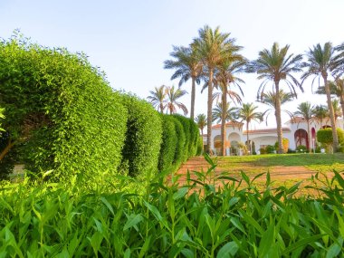 Mısır 'da bir tatil köyünde palmiye ağaçları arasında çimenlik alan. Beş yıldızlı otelin bölgesindeki yeşil çimenler arasındaki patika..