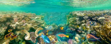 Kızıl Deniz 'de Mercan Kayalıkları, Tropikal Balıklar ve Dalgıçlar