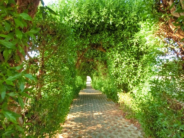 Camino Pasarela Con Árboles Verdes Arbustos Jardín Hermoso Callejón Parque — Foto de Stock