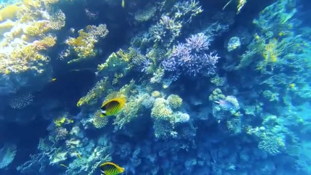 Vann Fargerike Tropiske Fisker Korallrev – stockvideo