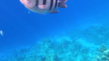 Mercan resiflerinde sualtı renkli tropikal balıklar