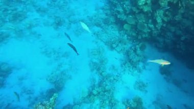 Mercan resiflerinde sualtı renkli tropikal balıklar