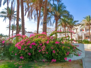 Sharm El Sheikh, Mısır - 14 Eylül 2020: Hotel Siva Sharm, eski Savita Resort, Sharm El Sheikh, Mısır 'da 14 Eylül 2020