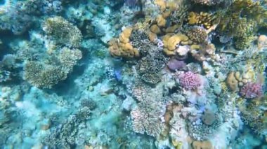 Mercan resiflerinde sualtı renkli tropikal balıklar