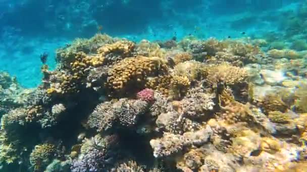 Pesci Tropicali Colorati Subacquei Alla Barriera Corallina — Video Stock