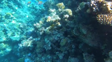 Mercan resiflerinde sualtı renkli tropikal balıklar