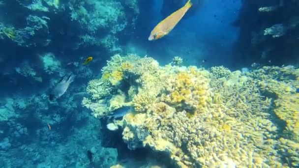 Mercan Resiflerinde Sualtı Renkli Tropikal Balıklar — Stok video