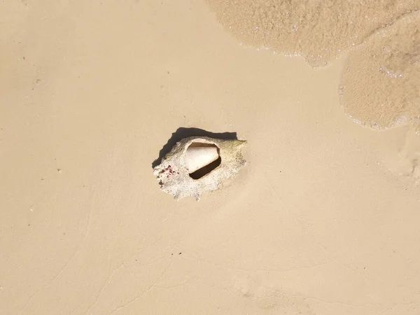 Seashell Sand Top View Sea Surf Edge Sharm Sheikh Egypt — Stock Photo, Image